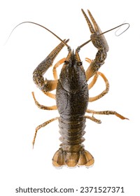 Live crayfish isolated on white background. Clipping path. Top view.