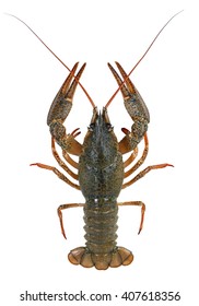 Live Crayfish Isolated On White