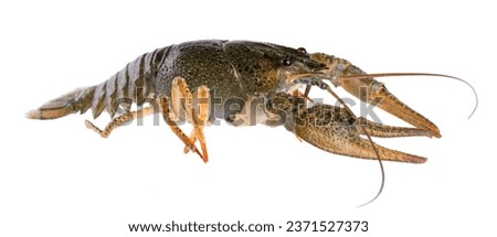 Live crayfish isolated on white background. Clipping path.