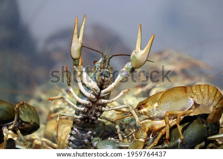 Live crayfish swimming in water. Many crawdads in a store aquarium