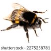 bumblebee isolated