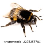 Live cute bumblebee on white background