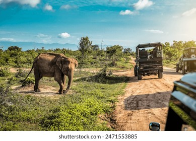 Live cute elephant on safari tour. Udawalawe Sri Lanka. Vacation theme