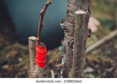 281 Plum tree graft Images, Stock Photos & Vectors | Shutterstock