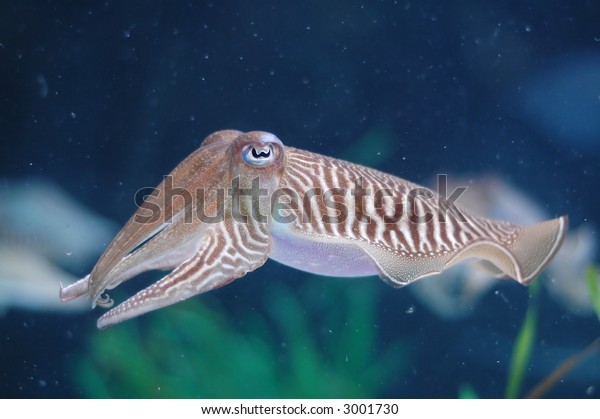 Live Cuttlefish Ocean Stock Photo (Edit Now) 3001730