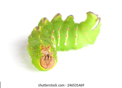 Live Or Dead Bright Green Tomato Worm Upsidedown On White Background, Closeup.  Eats Tomatoes And Tobacco Leaves And Plants.  Comes From Five Spotted Hawk Moth.  Short Depth Of Field Macro