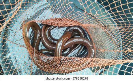 live eels in the net