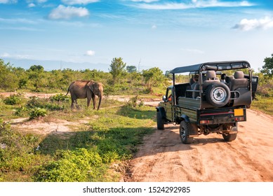 Live Elephant On Safari Tour. Udawalawe Sri Lanka