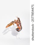 Live European lobster balancing in a wine glass on a white background. Conceptual seafood photography with dramatic lighting and shadows.