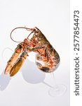 Live European lobster in a wine glass on a white background. Minimalist seafood concept with dramatic lighting and sharp shadows.