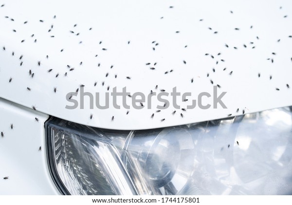 Live flies stuck around\
the white car