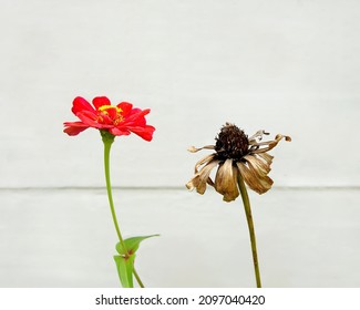 live flower and dead flower, on a white background. Concept of life, journey, process, etc