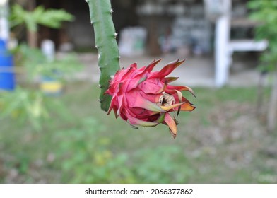 Live Fresh Dragon Fruit In Tree Red Ripe Ready For Plucking In Farm