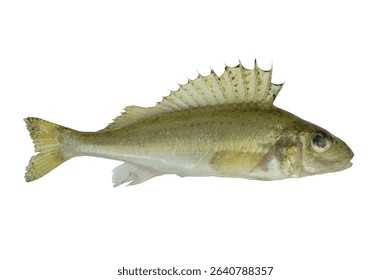 Live fresh ruffe fish isolated on white background. Whole raw ruff fish with characteristic spiny dorsal fin. Close-up of ruffe fish for advertising and design.