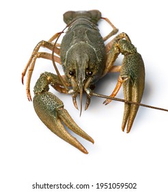 Live Freshwater Crayfish Isolated On A White Background.