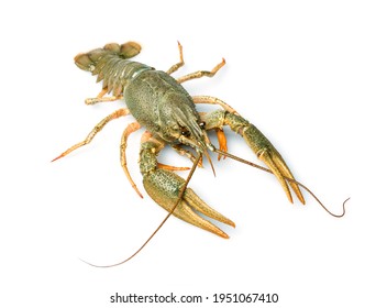 Live Freshwater Crayfish Isolated On A White Background.