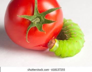 Live Green Tomato Worm Eating A Tomato On White Background.  It Also Eats Tobacco Leaves And Plants And Will Be A Five Spotted Hawk Moth. Found In A Yard Garden Portland, Oregon, United States.