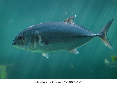 Live Jacks Or Trevallies Fish Swimming In The Aquarium Tank With Low Lighting.