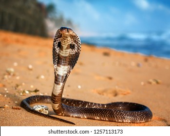 живая королевская кобра на песчаном пляже