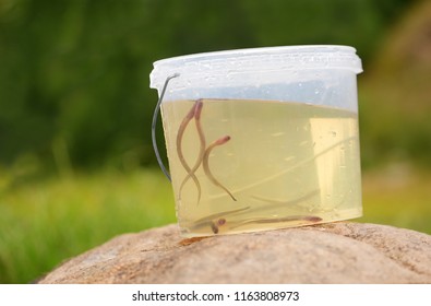 Live Larvae Of A Lamprey (Petromyzontiformes) Are In Outdoor. The Young Sea Fish Is In A Transparent Plastic Bucket With Water On A Green Blurred Background.