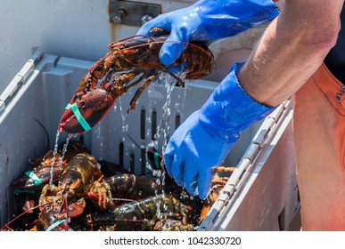 A Live Lobster Has Water Dripping Off Of It As It Is Being Placed Into Bins On A Fishing Boat In Maine.