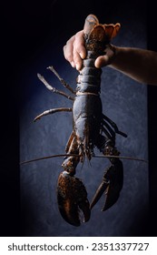 Live lobster on a dark background. Close up