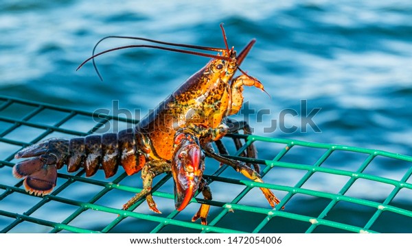 A live lobster that is too snall to keep is\
standing on top of a green wire lobster trap as it is being put\
back into the water.