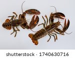 Live lobsters isolated on white background. Top view.