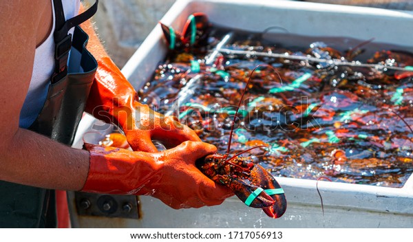 Live Maine lobster is in a fishermans\
hands as the fisherman sorts the days catch of lobsters into\
seperate bins by size for sale on the seafood\
market.