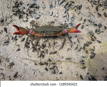 Live Mud Crab - Scylla Serrata