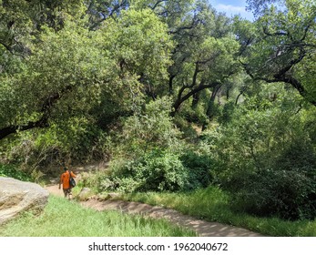 Live Oak Forest In El Prieto Canyon Above The Foothill Community Of Altadena, California