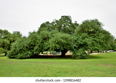 Live Oak In San Pedro Springs Park, San Antonio, Texas