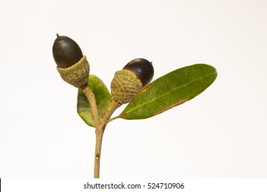 Live oak tree acorn nut seed macro close up on white background