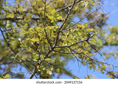 Live Oak Tree Branch With Leaves Infected With Iron Deficiency