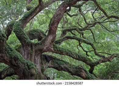 Live Oak tree estimated to be 400+ years old, showing its dense canopy of foliage and the Resurrection Ferns growing on its limbs.