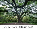 Live Oak Tree in Lichgate Park in Tallahassee, Florida