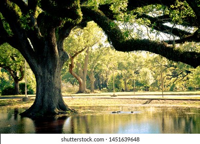 Live Oak Tree Louisiana Park With Pond Below