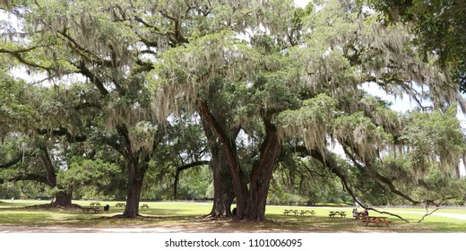 Live Oak Tree Spanish Moss Hanging Stock Photo 1101006095 | Shutterstock