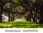 Live Oak Tree Tunnel in New Orleans. This is near Lake Pontchartrain in West End. 
Hanging from the trees are rope swings. The sun shines through the branches on green grass. 