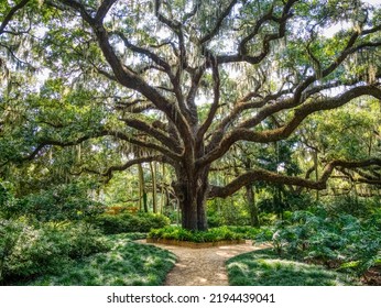 Live Oak Tree In The Washington Oaks Historic District Of Washington Oaks Gardens State Park In Palm Coast Florida