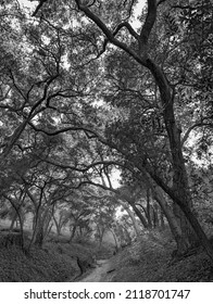 Live Oak Trees Along The Flint Canyon Trail, La Canada-Flintridge, California