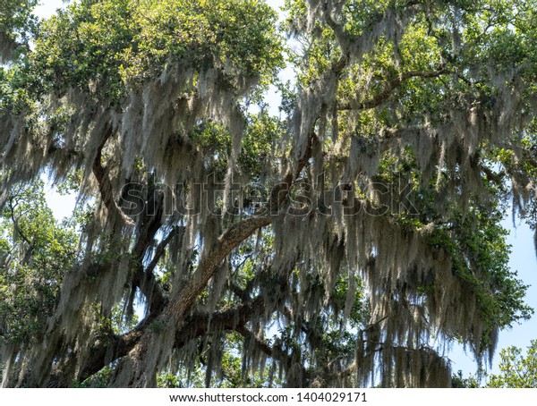 Live Oak Trees Draping Spanish Moss Stock Photo 1404029171 | Shutterstock