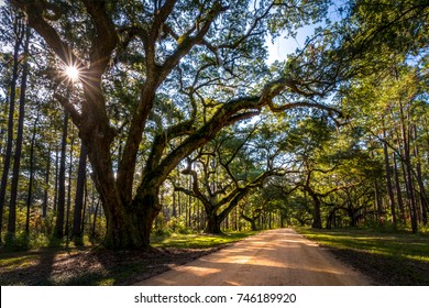 Live oak trees grow rapidly when they are young.  These trees can be prevalent in the low country of the southeastern United States. 