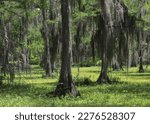 Live Oak trees with lots of hanging moss, Black Bayou Lake National Wildlife Refuge, Louisiana