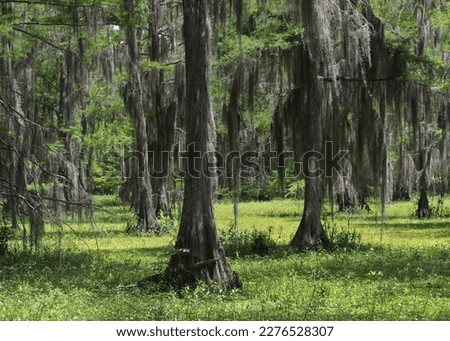 Live Oak trees with lots of hanging moss, Black Bayou Lake National Wildlife Refuge, Louisiana Stok fotoğraf © 