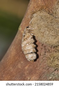 Live Oak Tussock Moth (Orgyia Detrita) Emerging From A Cocoon On A Crepe Myrtle Tree. Species Is Found In North America.