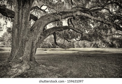 Live Oaks At Colleton River Plantation In Beaufort County SC.