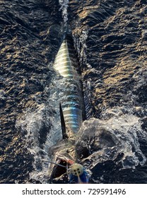Live Ono Fish being reeled in from Hawaiian Ocean 