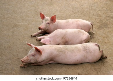 Live Pig In A Farm, North China