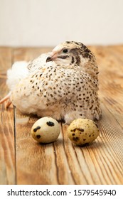 Live quail and eggs on a wooden background - Shutterstock ID 1579545940